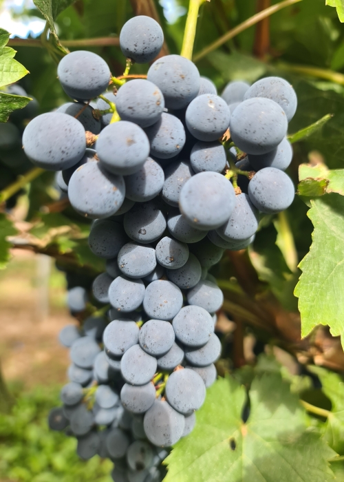 Cabertin 20260901 122109
